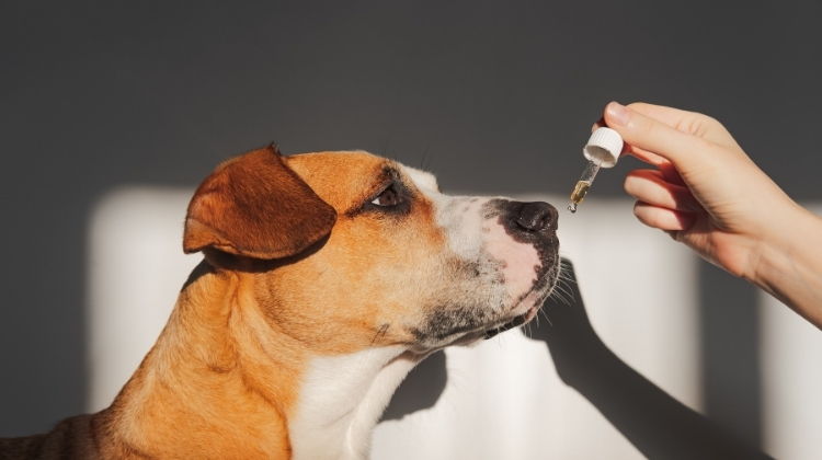 CBD Oil for Dogs with Arthritis 2023: Does It Do?